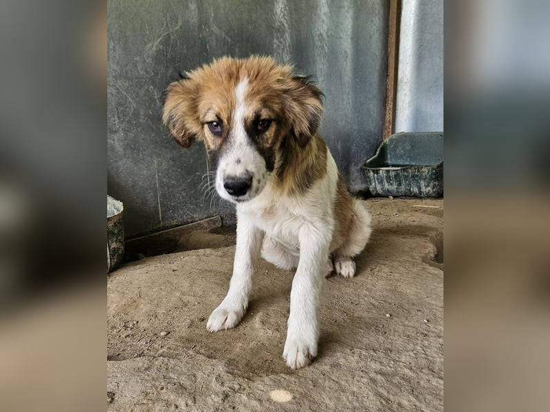 Barkley, geb. ca. 10/2024, lebt in GRIECHENLAND, auf einer privaten Pflegestelle