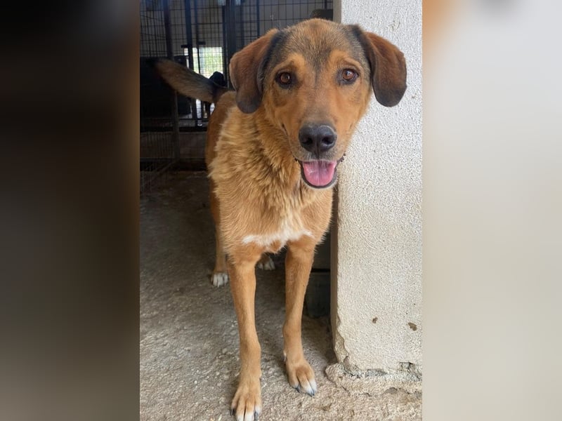 Mikosch, geb. ca. 01/2024, lebt in GRIECHENLAND, im städt. Tierheim Serres
