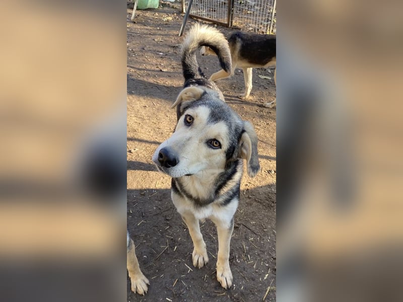 Vojan, geb. ca. 05/2024, lebt in GRIECHENLAND, im städt. Tierheim Serres