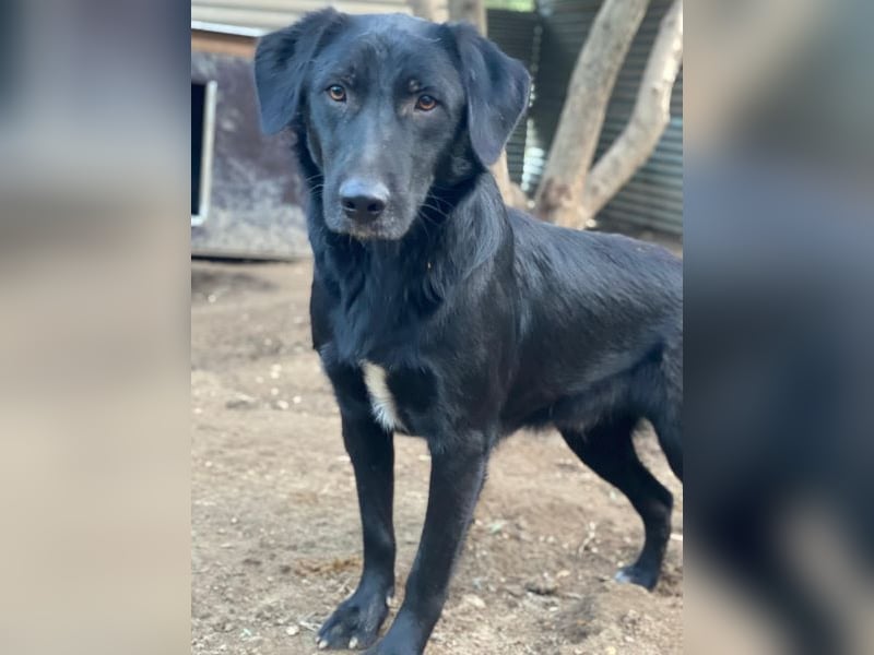 Taco Junior, geb. ca. 05/2024, lebt in GRIECHENLAND, auf einer privaten Pflegestelle