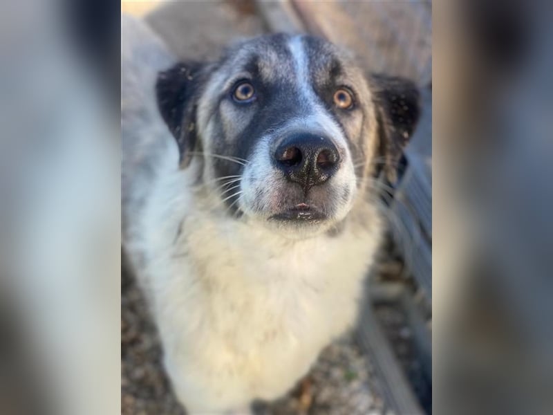 Joel, geb. ca. 01/2023, lebt in GRIECHENLAND, im städt. Tierheim Serres