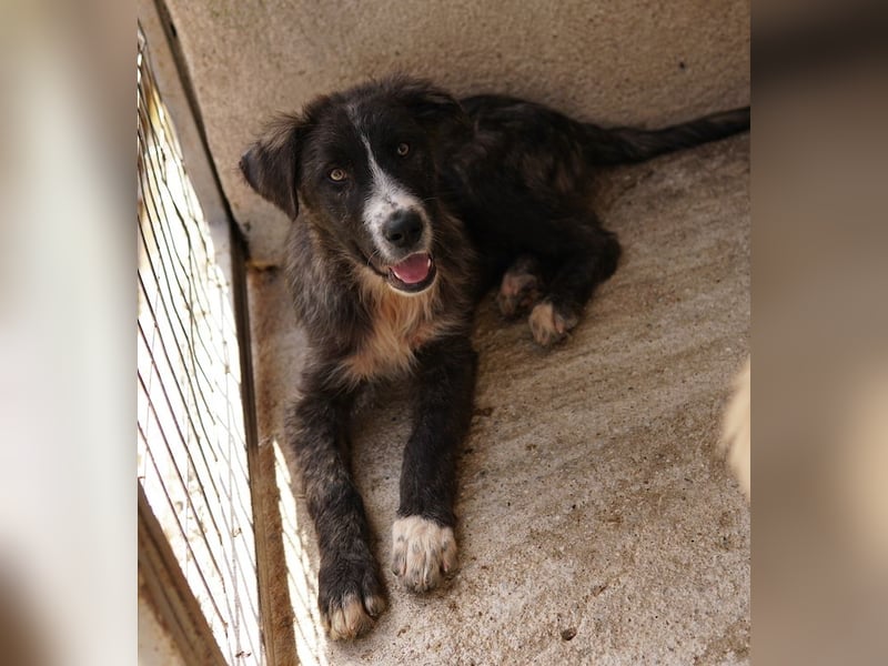 Apollo, geb. ca. 11/2023, lebt in GRIECHENLAND, im städt. Tierheim Serres