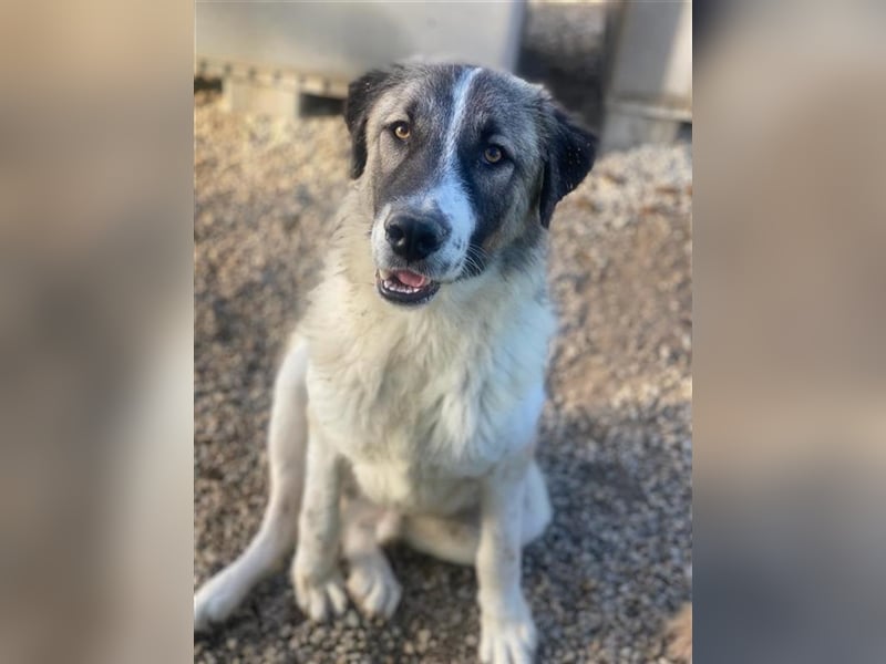 Joel, geb. ca. 01/2023, lebt in GRIECHENLAND, im städt. Tierheim Serres