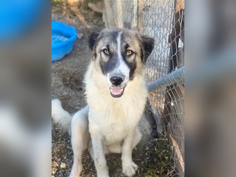 Joel, geb. ca. 01/2023, lebt in GRIECHENLAND, im städt. Tierheim Serres