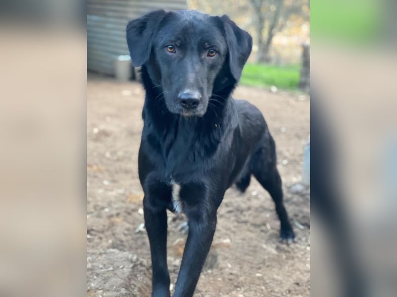 Taco Junior, geb. ca. 05/2024, lebt in GRIECHENLAND, auf einer privaten Pflegestelle