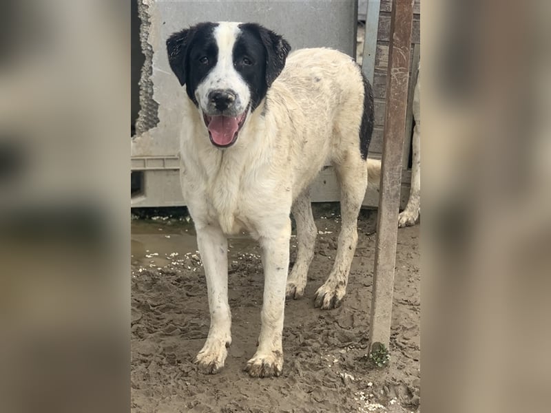 Emil, geb. ca. 09/2022, lebt in GRIECHENLAND, auf einer privaten Pflegestelle