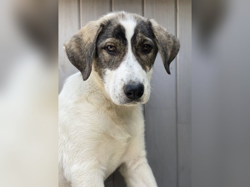 Adele, geb. ca. 02/2024, lebt in GRIECHENLAND, im städt. Tierheim Serres