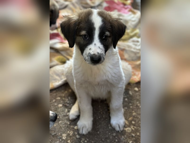 Findus, geb. ca. 02/2025, lebt in GRIECHENLAND, auf einer privaten Pflegestelle