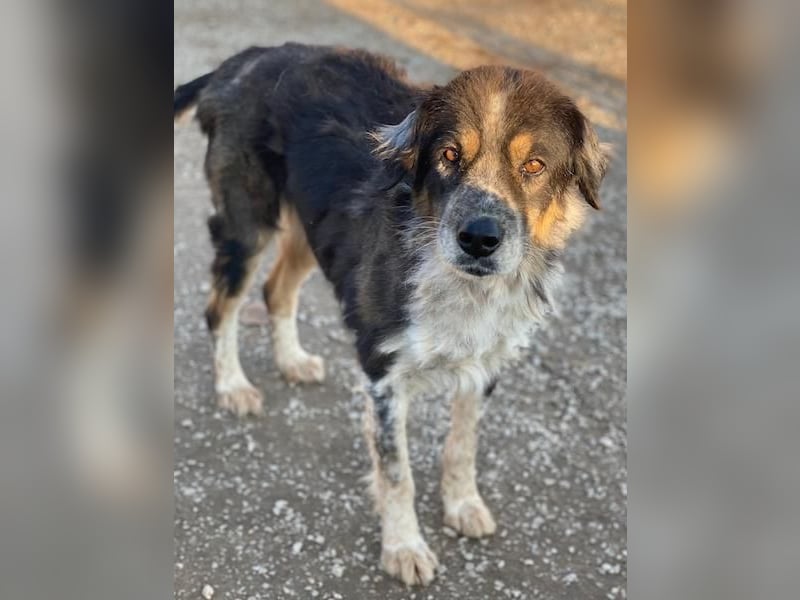 Bente, geb. ca. 04/2020, lebt in GRIECHENLAND, im städt. Tierheim Serres