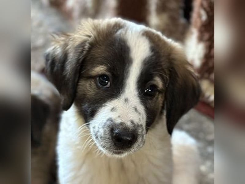 Findus, geb. ca. 02/2025, lebt in GRIECHENLAND, auf einer privaten Pflegestelle