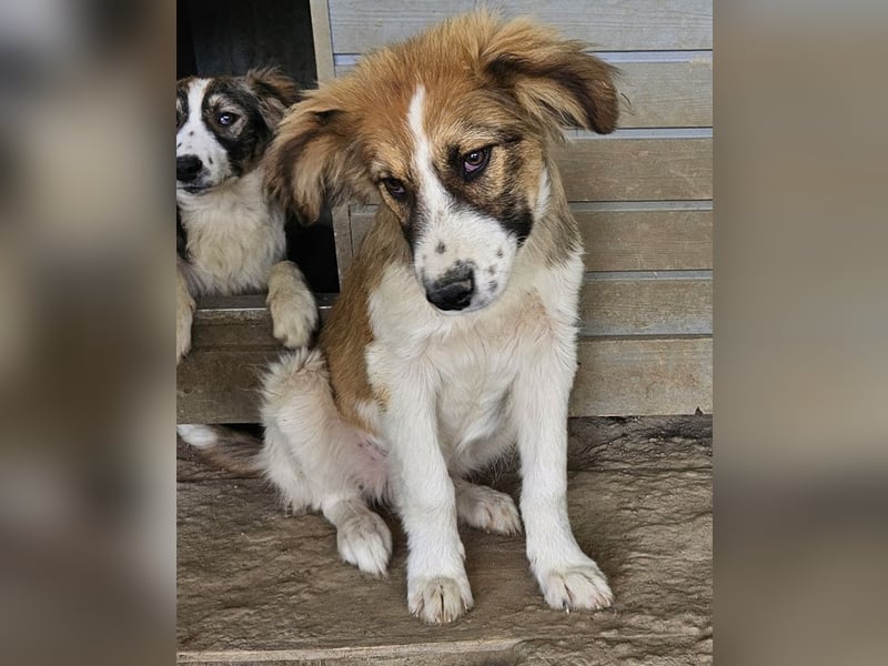 Barkley, geb. ca. 10/2024, lebt in GRIECHENLAND, auf einer privaten Pflegestelle