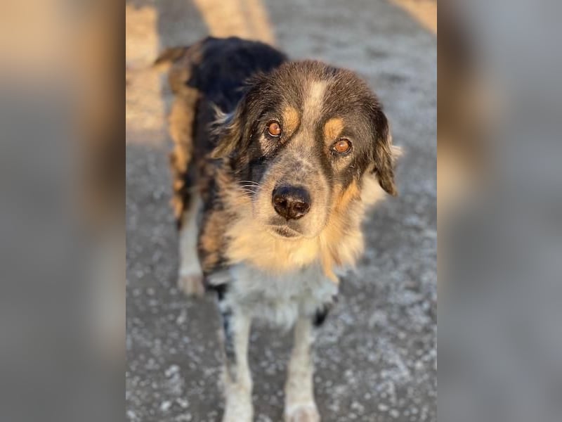 Bente, geb. ca. 04/2020, lebt in GRIECHENLAND, im städt. Tierheim Serres