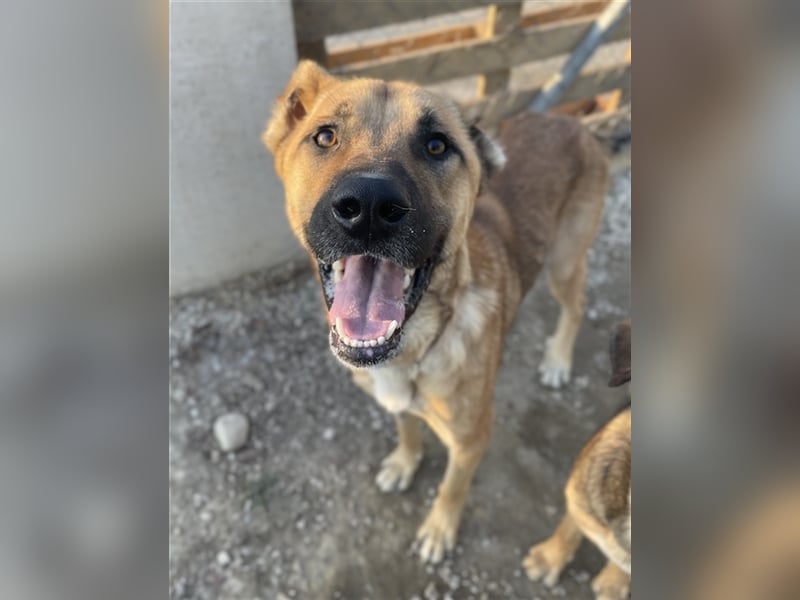 Bendix, geb. ca. 10/2022, lebt in GRIECHENLAND, im städt. Tierheim Serres