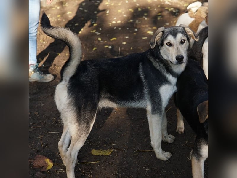 Vojan, geb. ca. 05/2024, lebt in GRIECHENLAND, im städt. Tierheim Serres