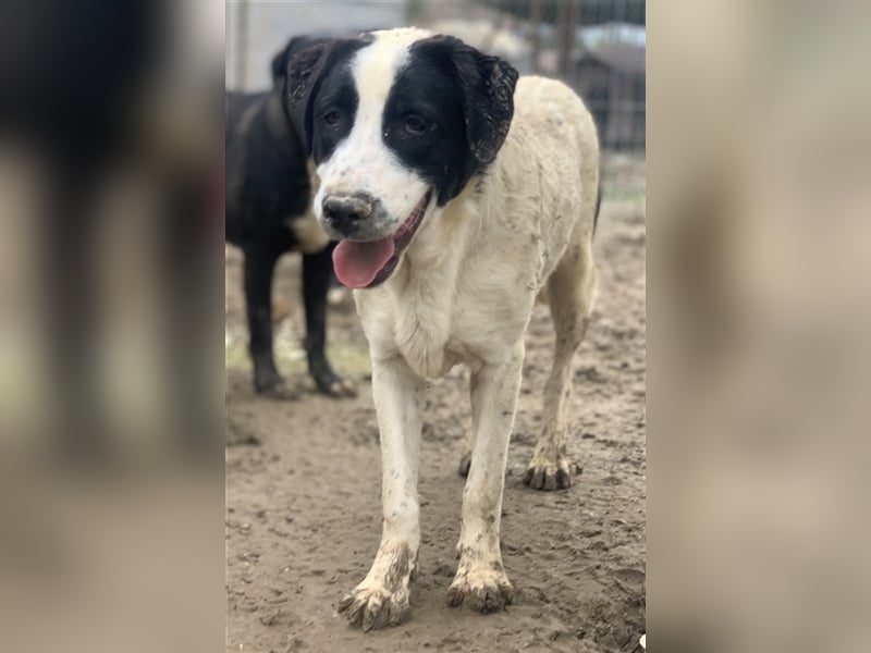 Emil, geb. ca. 09/2022, lebt in GRIECHENLAND, auf einer privaten Pflegestelle