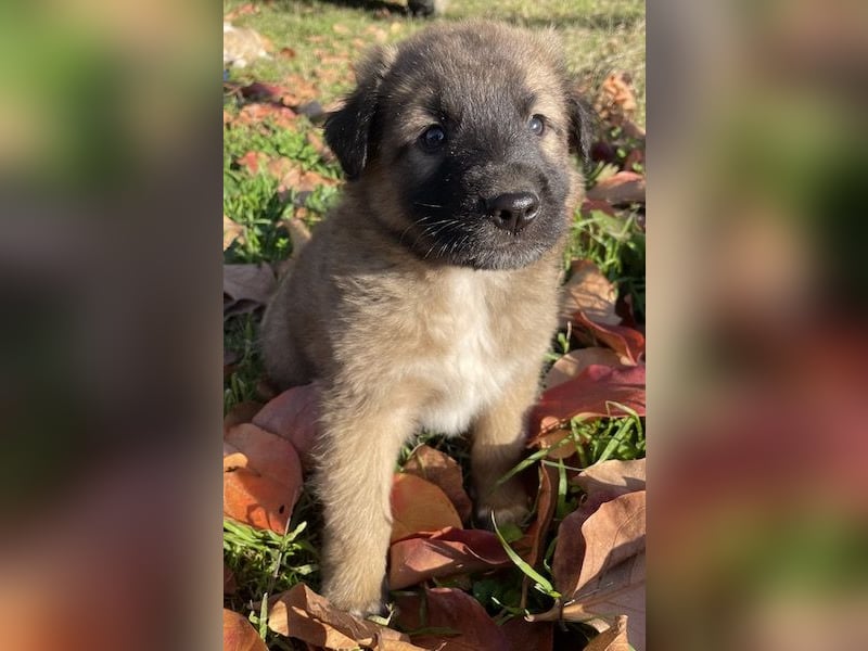 Kalani, geb. ca. 09/2025, lebt in GRIECHENLAND, auf einem Gelände, auf dem die Hunde notdürftig vers