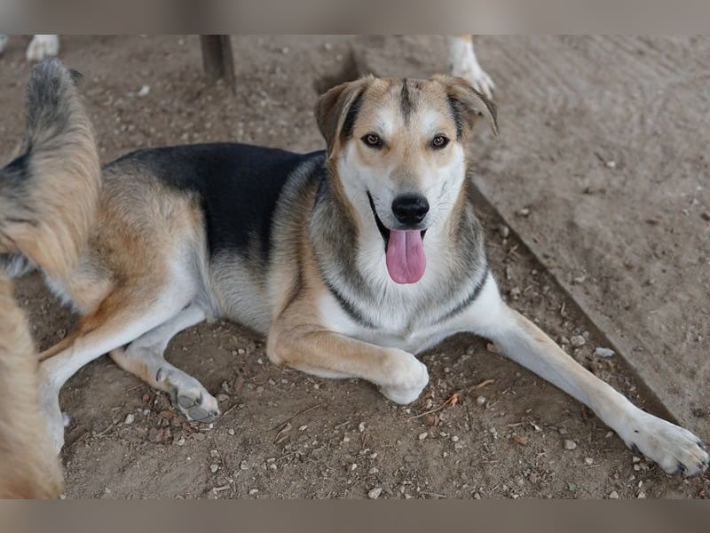 Leo, geb. ca. 12/2023, lebt in GRIECHENLAND, im städt. Tierheim Serres