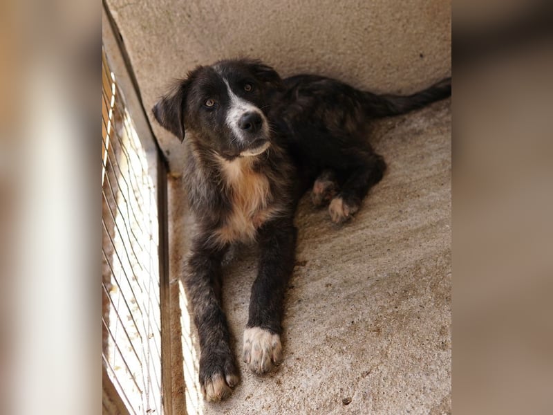 Apollo, geb. ca. 11/2023, lebt in GRIECHENLAND, im städt. Tierheim Serres