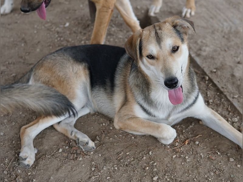 Leo, geb. ca. 12/2023, lebt in GRIECHENLAND, im städt. Tierheim Serres