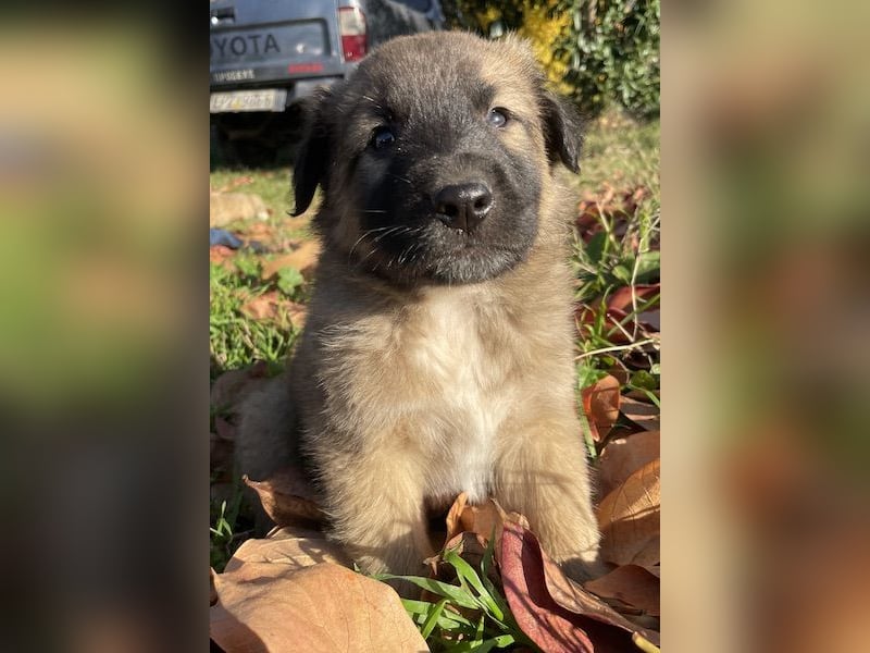 Kalani, geb. ca. 09/2025, lebt in GRIECHENLAND, auf einem Gelände, auf dem die Hunde notdürftig vers