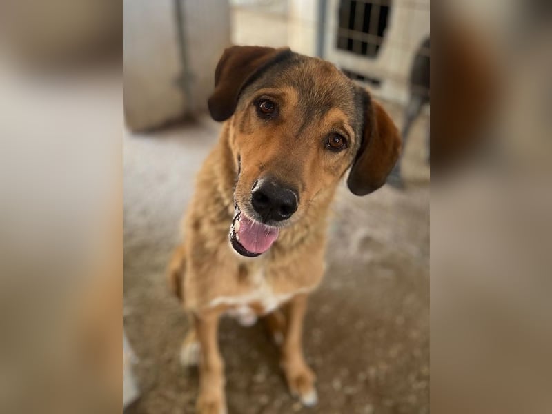 Mikosch, geb. ca. 01/2024, lebt in GRIECHENLAND, im städt. Tierheim Serres