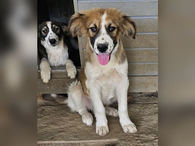 Barkley, geb. ca. 10/2024, lebt in GRIECHENLAND, auf einer privaten Pflegestelle