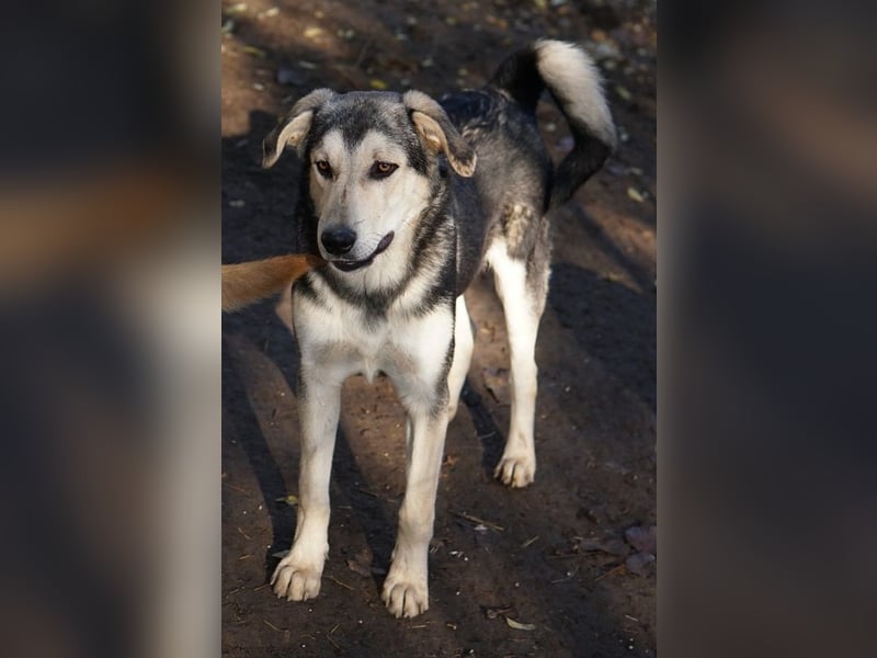 Vojan, geb. ca. 05/2024, lebt in GRIECHENLAND, im städt. Tierheim Serres