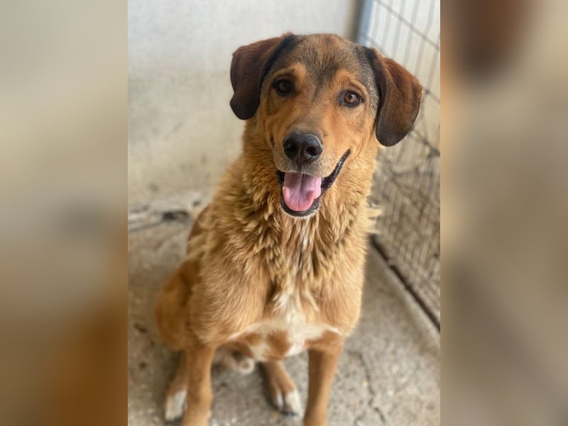 Mikosch, geb. ca. 01/2024, lebt in GRIECHENLAND, im städt. Tierheim Serres