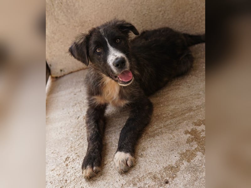 Apollo, geb. ca. 11/2023, lebt in GRIECHENLAND, im städt. Tierheim Serres