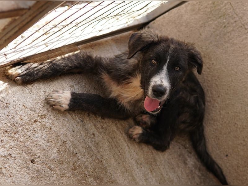 Apollo, geb. ca. 11/2023, lebt in GRIECHENLAND, im städt. Tierheim Serres