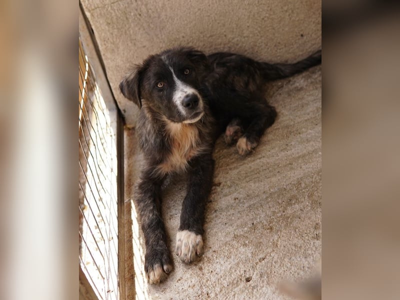 Apollo, geb. ca. 11/2023, lebt in GRIECHENLAND, im städt. Tierheim Serres