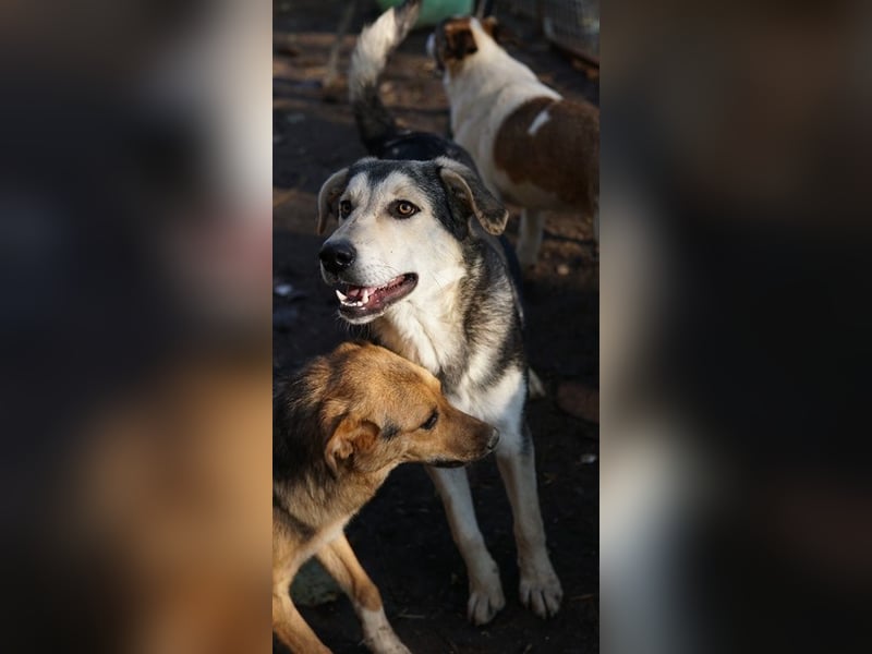 Vojan, geb. ca. 05/2024, lebt in GRIECHENLAND, im städt. Tierheim Serres