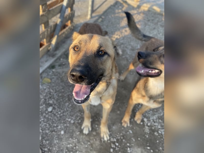 Bendix, geb. ca. 10/2022, lebt in GRIECHENLAND, im städt. Tierheim Serres