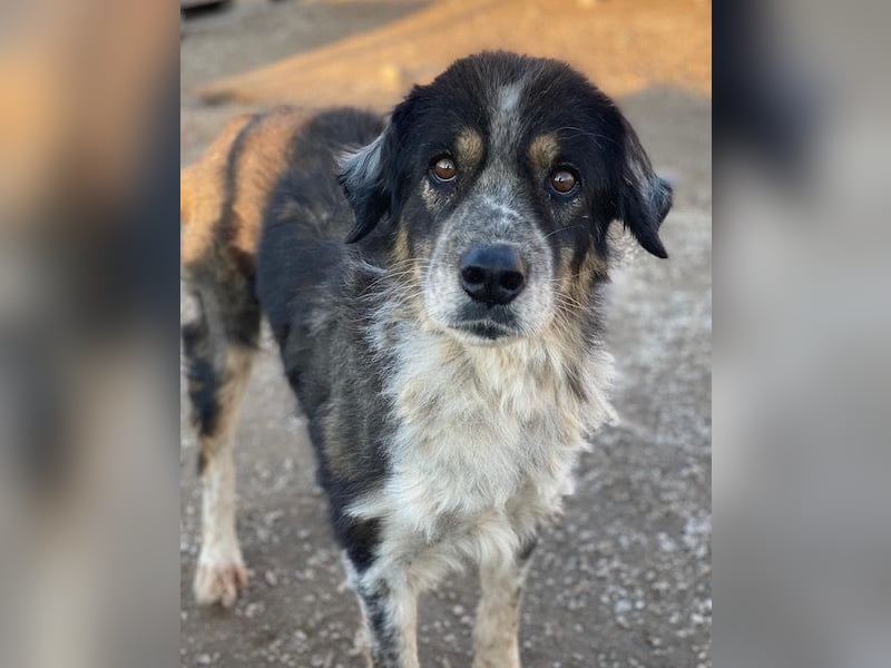 Bente, geb. ca. 04/2020, lebt in GRIECHENLAND, im städt. Tierheim Serres