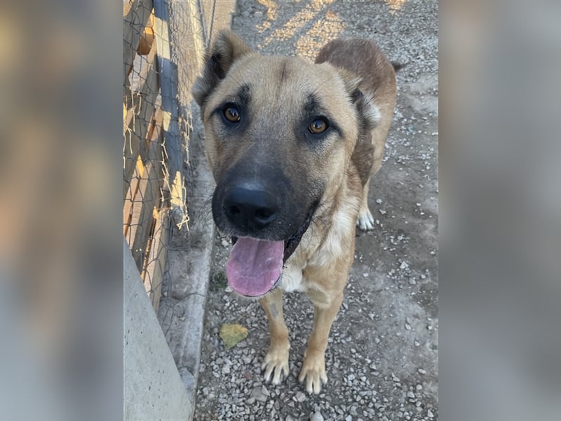 Bendix, geb. ca. 10/2022, lebt in GRIECHENLAND, im städt. Tierheim Serres