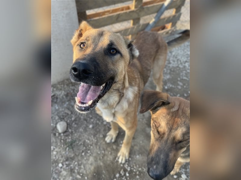 Bendix, geb. ca. 10/2022, lebt in GRIECHENLAND, im städt. Tierheim Serres