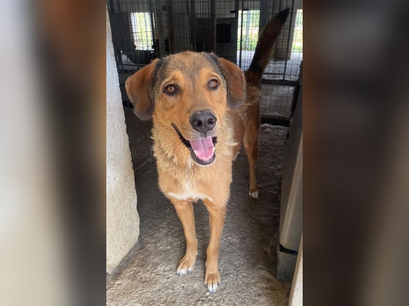 Mikosch, geb. ca. 01/2024, lebt in GRIECHENLAND, im städt. Tierheim Serres