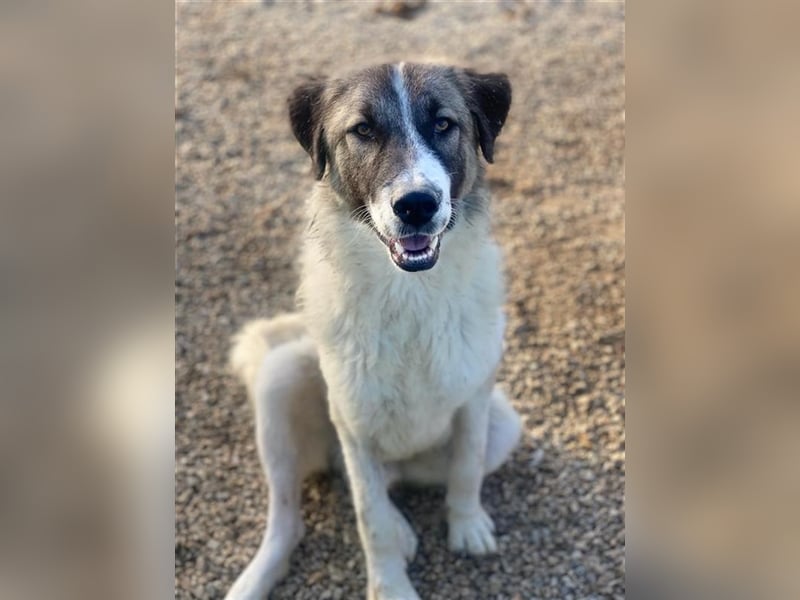 Joel, geb. ca. 01/2023, lebt in GRIECHENLAND, im städt. Tierheim Serres