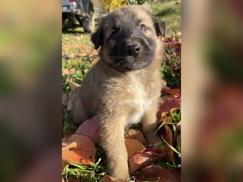 Kalani, geb. ca. 09/2025, lebt in GRIECHENLAND, auf einem Gelände, auf dem die Hunde notdürftig vers