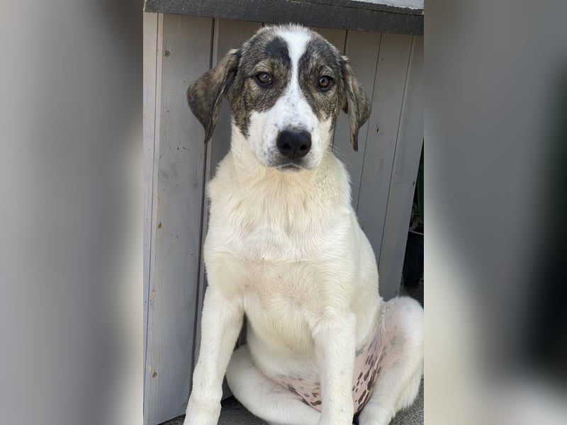 Adele, geb. ca. 02/2024, lebt in GRIECHENLAND, im städt. Tierheim Serres