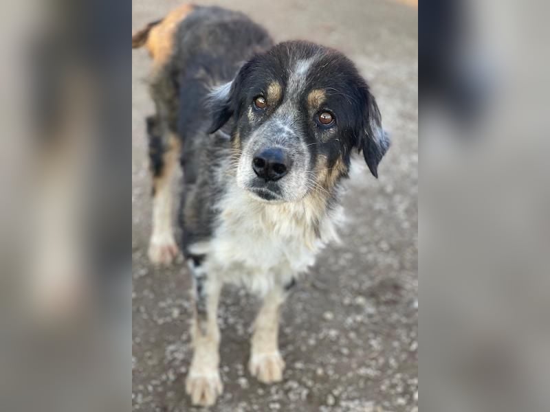 Bente, geb. ca. 04/2020, lebt in GRIECHENLAND, im städt. Tierheim Serres