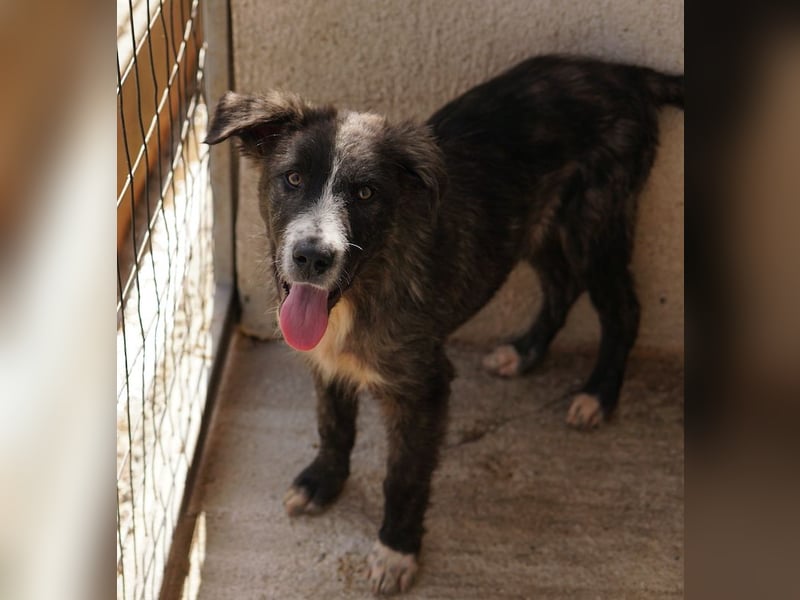 Apollo, geb. ca. 11/2023, lebt in GRIECHENLAND, im städt. Tierheim Serres