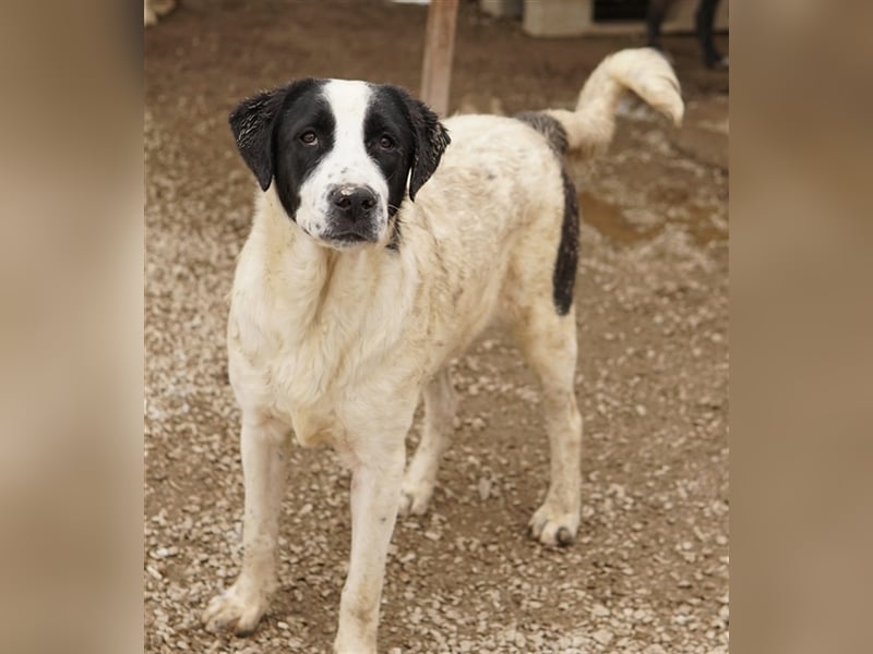 Emil, geb. ca. 09/2022, lebt in GRIECHENLAND, auf einer privaten Pflegestelle