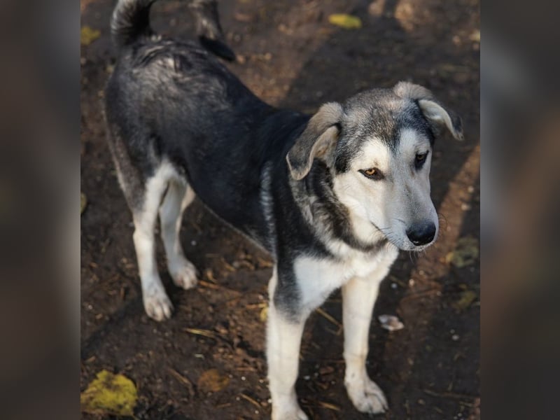 Vojan, geb. ca. 05/2024, lebt in GRIECHENLAND, im städt. Tierheim Serres