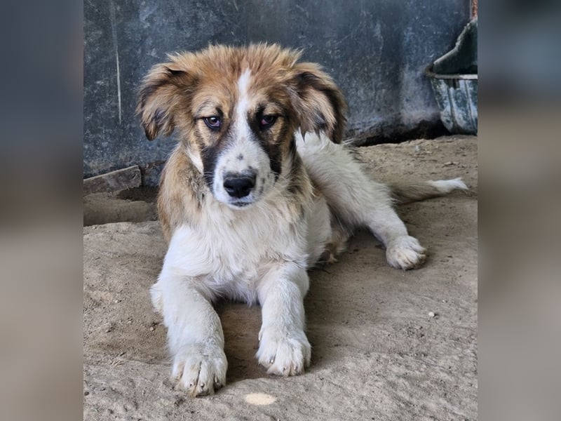 Barkley, geb. ca. 10/2024, lebt in GRIECHENLAND, auf einer privaten Pflegestelle