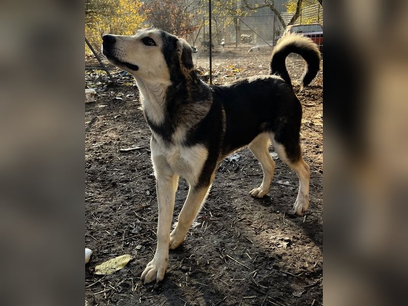 Vojan, geb. ca. 05/2024, lebt in GRIECHENLAND, im städt. Tierheim Serres
