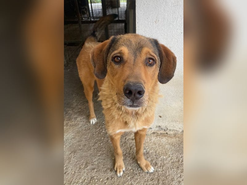 Mikosch, geb. ca. 01/2024, lebt in GRIECHENLAND, im städt. Tierheim Serres