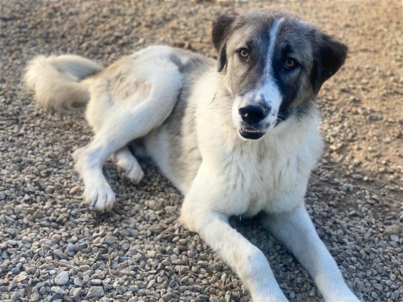 Joel, geb. ca. 01/2023, lebt in GRIECHENLAND, im städt. Tierheim Serres