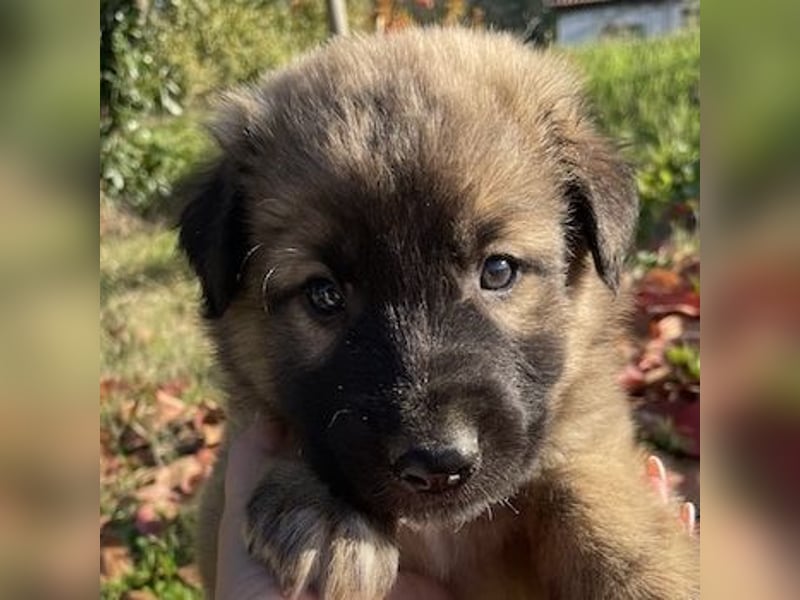 Kalani, geb. ca. 09/2025, lebt in GRIECHENLAND, auf einem Gelände, auf dem die Hunde notdürftig vers