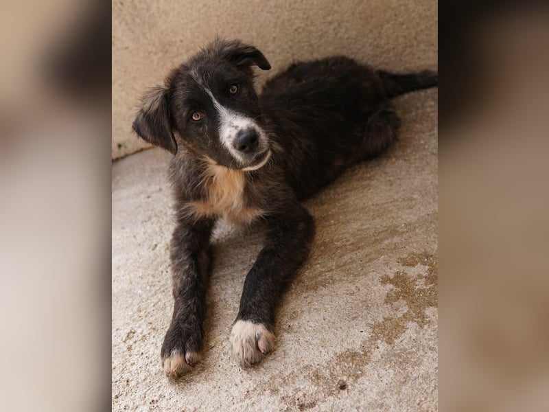 Apollo, geb. ca. 11/2023, lebt in GRIECHENLAND, im städt. Tierheim Serres